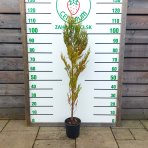 Cyprusovec leylandský (Cupressocyparis leylandii) ´CASTLEWELLAN GOLD´ - výška 110-130 cm, kont. C3L 